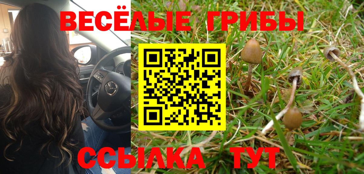 Галлюциногенные грибы Psilocybine cubensis  Галлюциногенные грибы Psilocybe  Сертолово  Вход с VPN 
