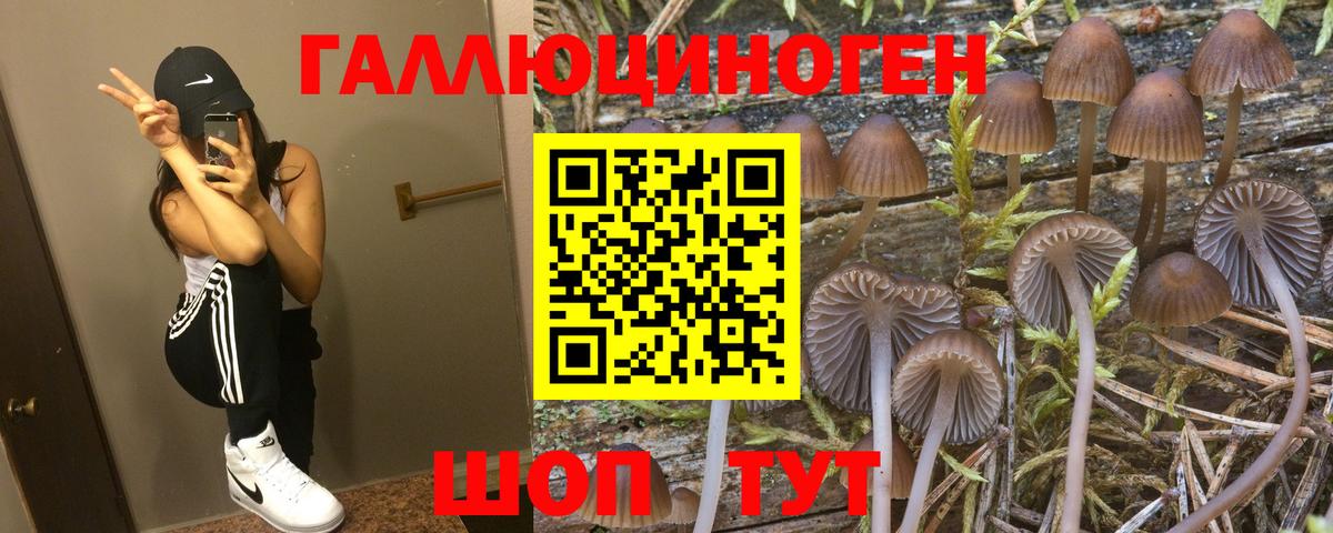 Псилоцибиновые грибы Psilocybe Сертолово